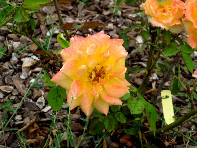 b0064411_05245161.jpg