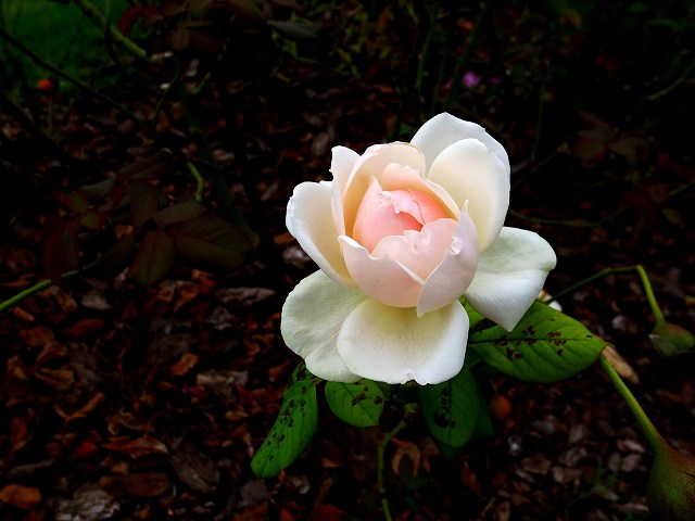 b0064411_05245177.jpg