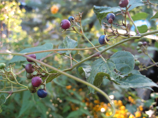 f0139520_20284294.jpg
