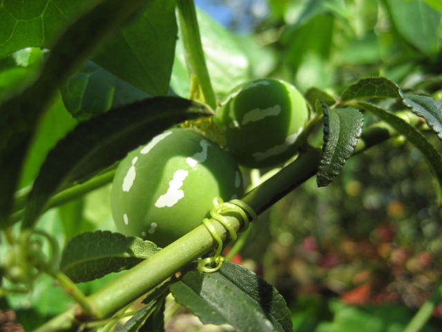 f0139520_2029056.jpg