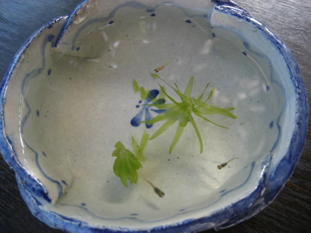 f0139520_20293248.jpg