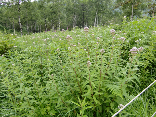 f0017530_2045933.jpg