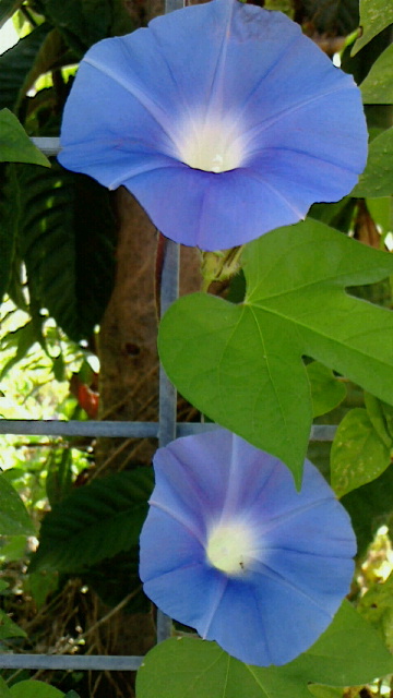 a0251450_9594450.jpg