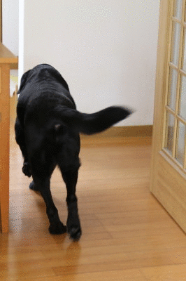 f0037378_22472564.gif