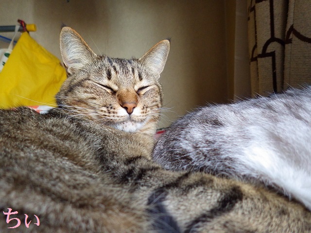 a0159490_15331534.jpg
