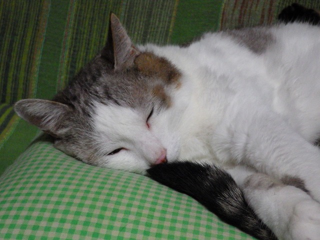 a0159490_16295613.jpg
