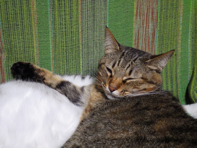 a0159490_1630015.jpg