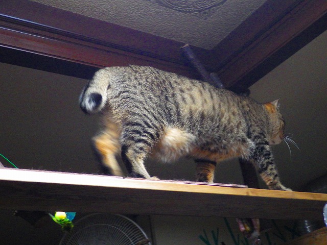 a0159490_1635729.jpg
