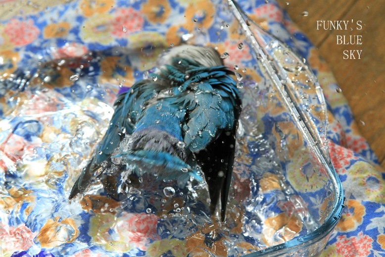 c0145250_9502297.jpg