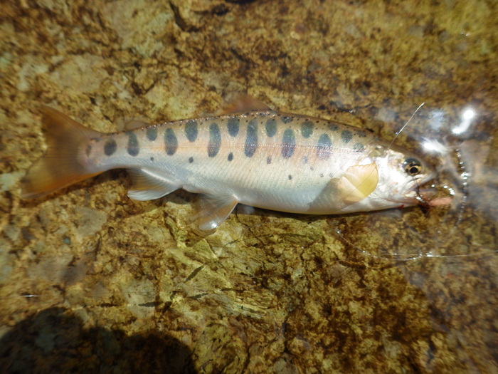 b0120066_12505930.jpg