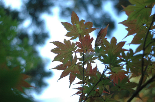 a0061599_7332885.jpg