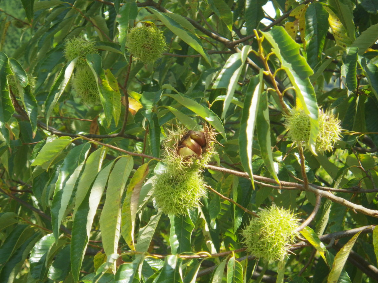 c0300035_1155358.jpg