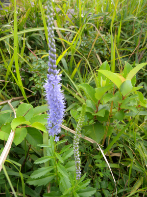 e0272335_20323020.jpg