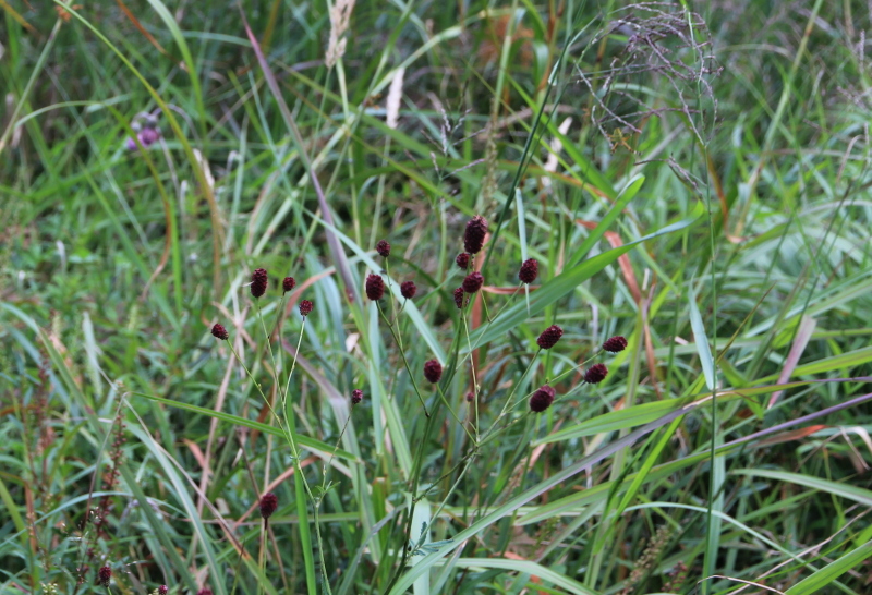 e0024081_20475374.jpg