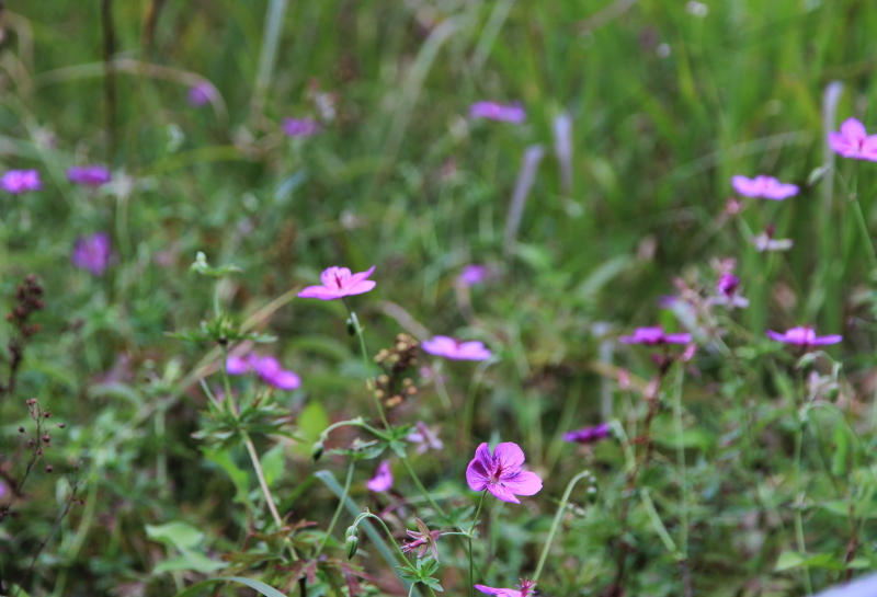 e0024081_20484270.jpg