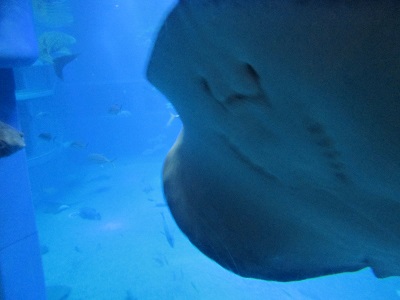 c0074000_226553.jpg
