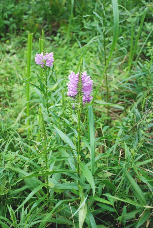 e0025300_16174316.jpg