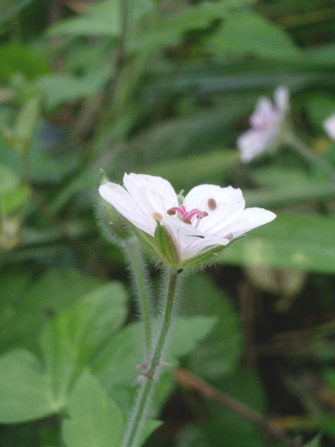 e0025300_1638249.jpg