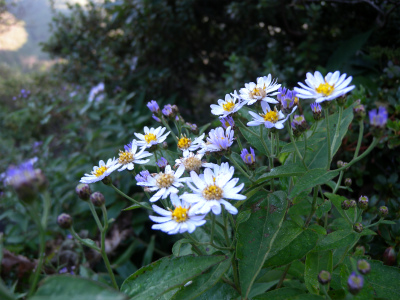 e0272335_11273854.jpg