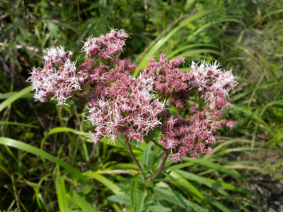 e0272335_1418667.jpg