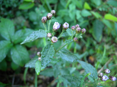 e0272335_815340.jpg