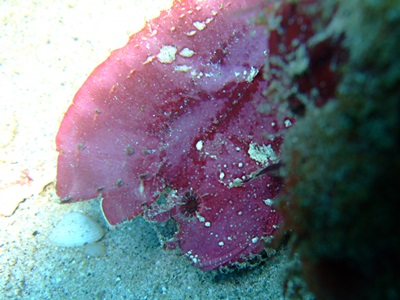 b0033573_21573303.jpg