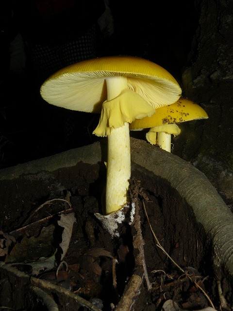 d0019074_3141722.jpg