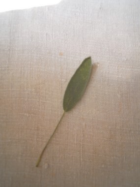 e0206902_549155.jpg