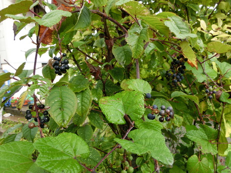 a0203003_9264496.jpg