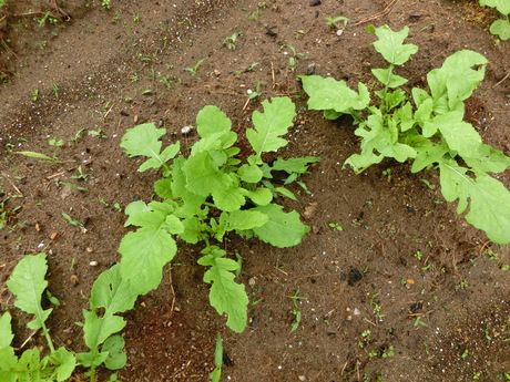 a0203003_9273931.jpg