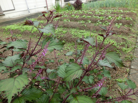a0203003_928076.jpg