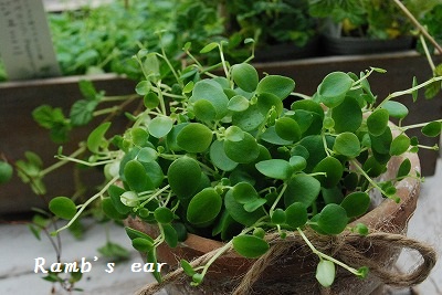 e0128909_5543720.jpg