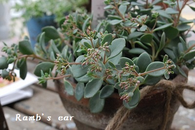 e0128909_5563849.jpg