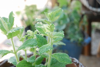 e0128909_671730.jpg