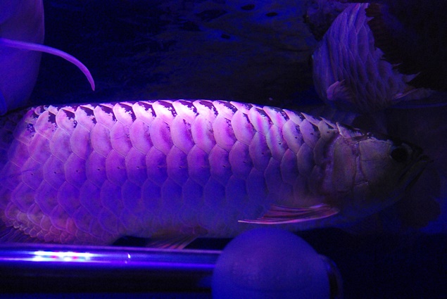a0315924_20465349.jpg