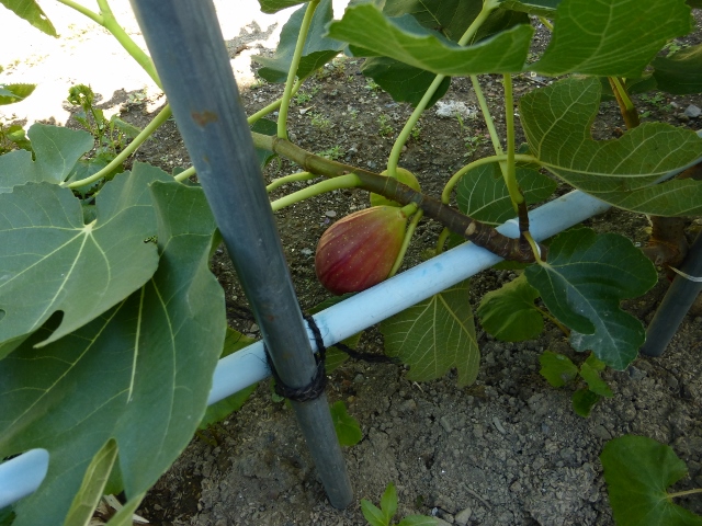 b0138430_13575031.jpg