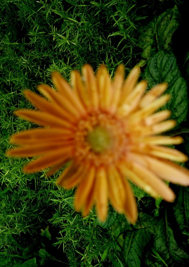 a0206332_10395755.jpg