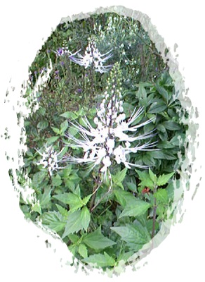 f0034334_16564754.jpg