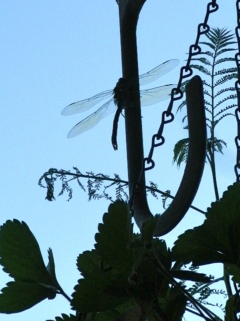b0027736_18384695.jpg