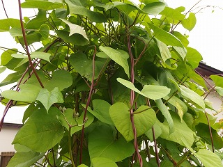 e0004756_20273661.jpg