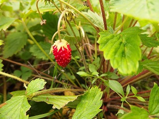 e0004756_20313696.jpg