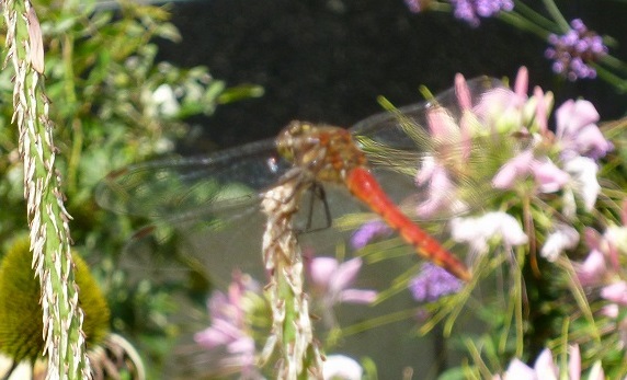 a0193457_17452765.jpg
