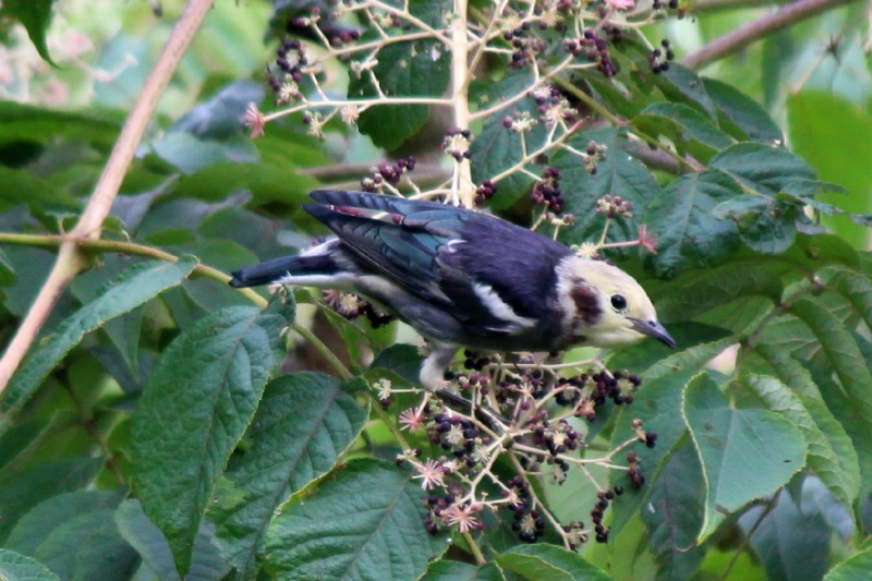 a0127090_21594686.jpg