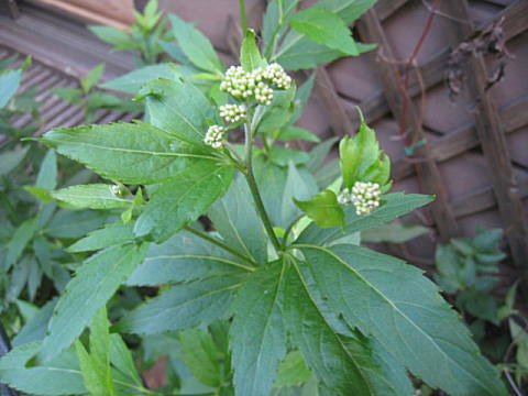 d0046702_719331.jpg