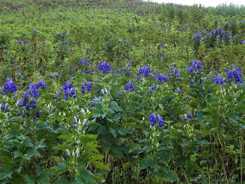 a0164011_22410537.jpg