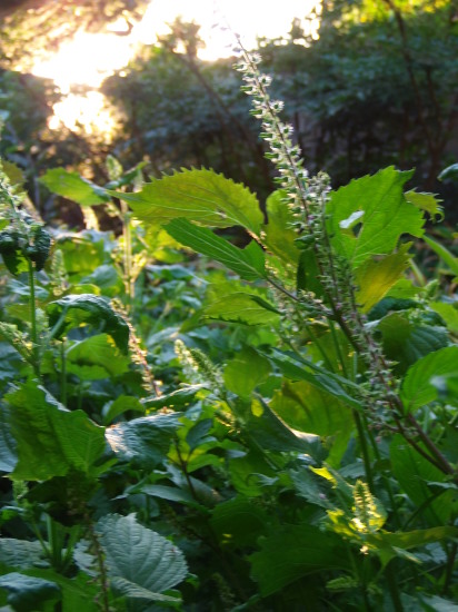 a0125419_07053158.jpg