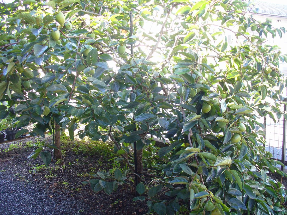 f0346527_2255099.jpg
