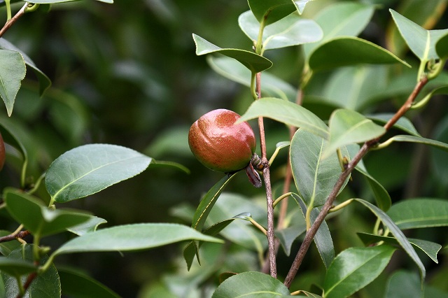 a0242438_18342135.jpg