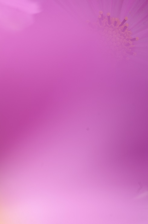 d0165741_1433528.jpg