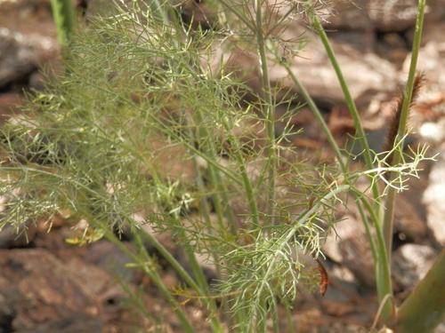 e0288951_1536491.jpg